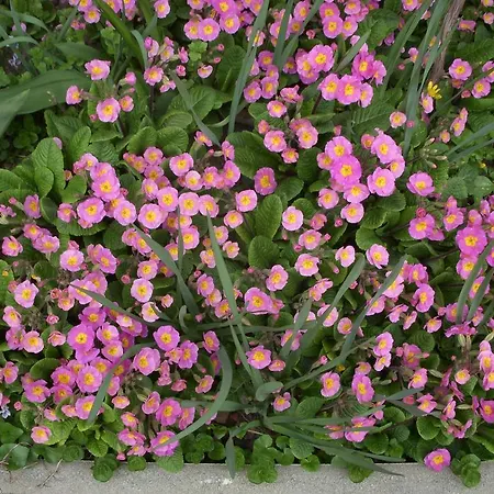 ゲストハウス Garden Szivarvany Utcai Vendeghaz