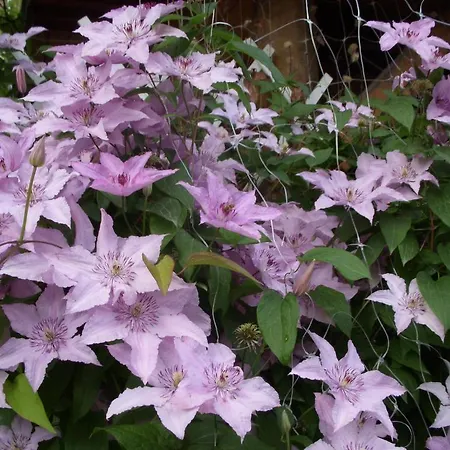Garden Szivarvany Utcai Vendeghaz ゲストハウス