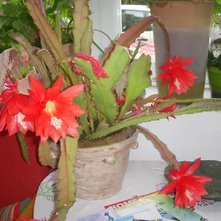 Garden Szivarvany Utcai Vendeghaz 3*