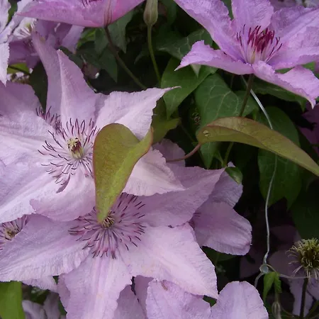 Garden Szivarvany Utca 39 Superior Vendeghaz 게스트하우스 세게드