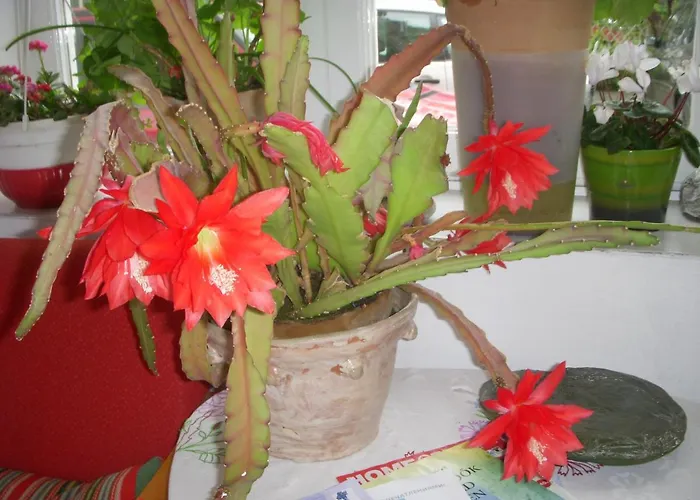 Garden Szivarvany Utcai Vendeghaz 3*