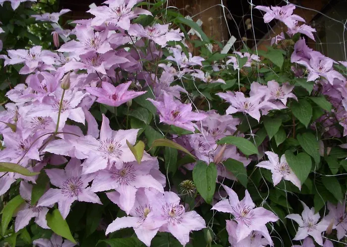 Garden Szivarvany Utcai Vendeghaz Pensionat