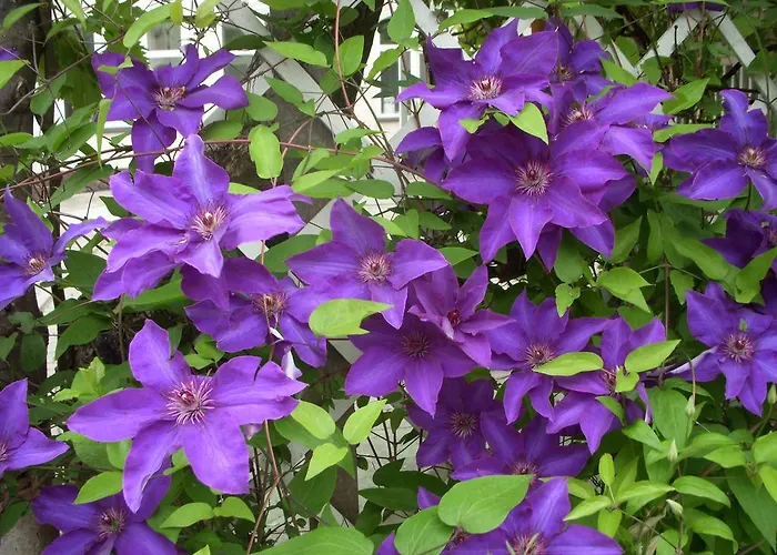 Pensionat Garden Szivarvany Utcai Vendeghaz 3*